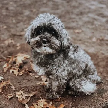 李泽宇